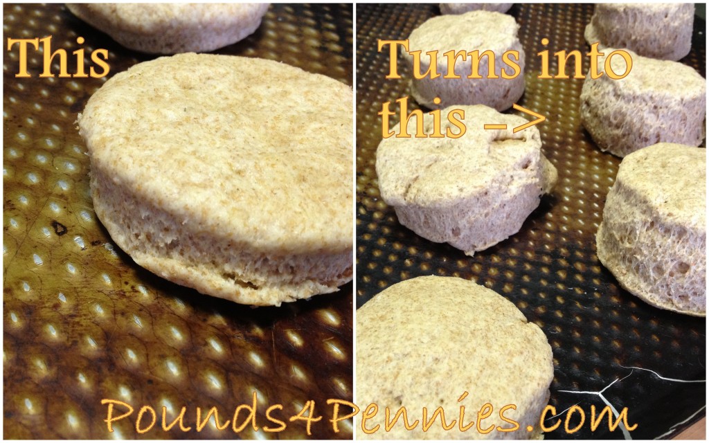 Homemade biscuits recipe biscuits