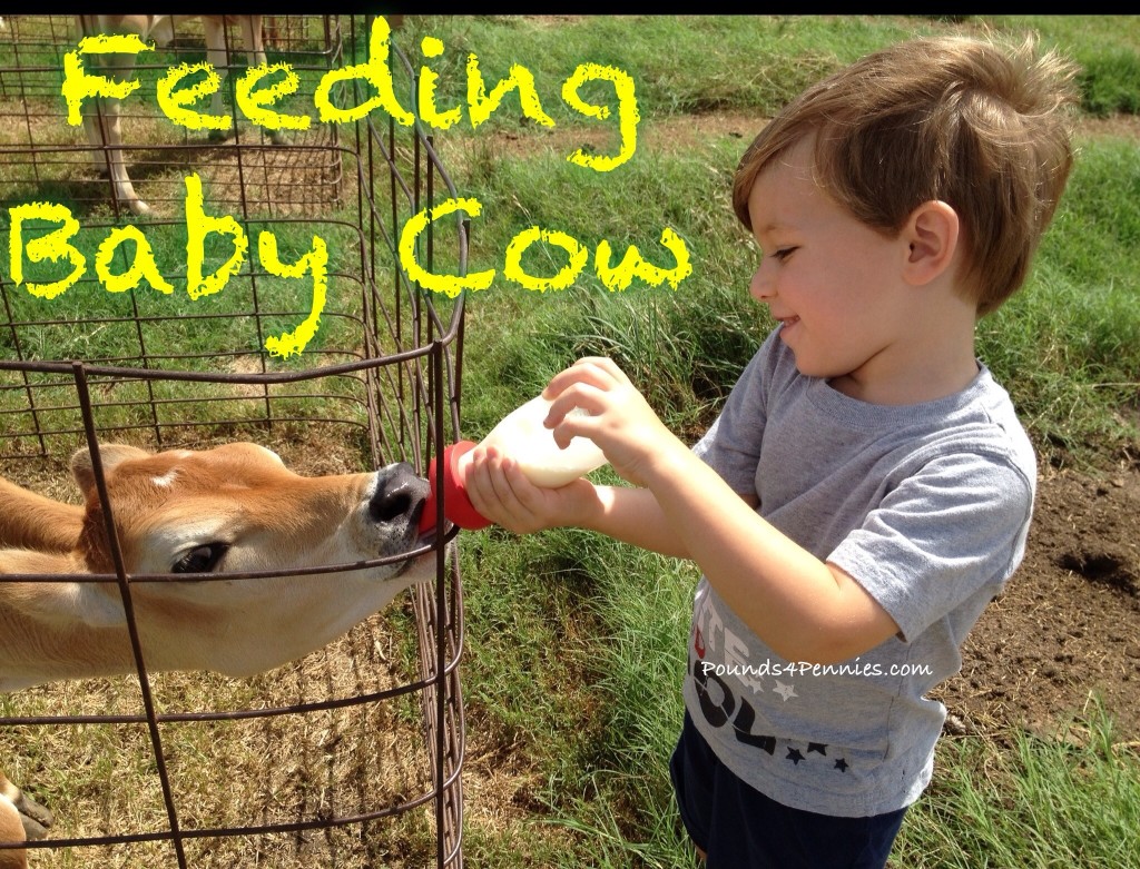 Feeding baby cow on the farm